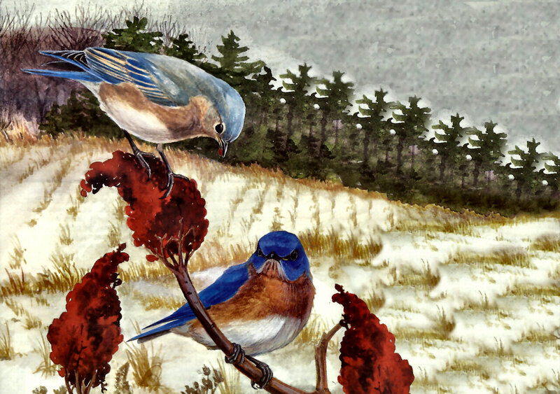 Bluebirds on Berries