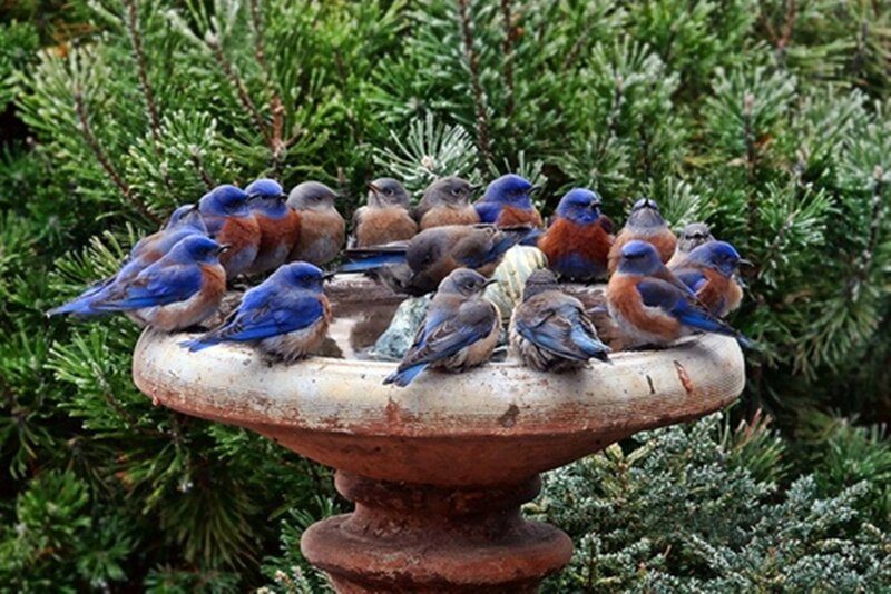 Bluebirds on Birdbath