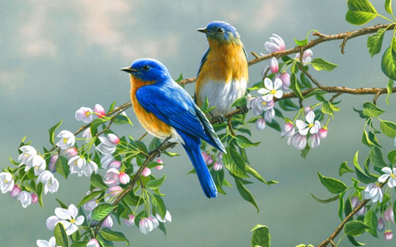 Bluebirds on Blossoming Branch — Blue, Serene