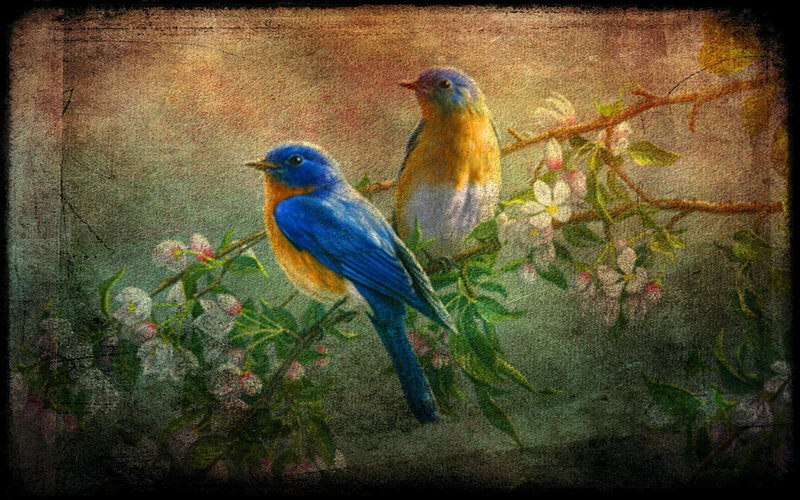 Bluebirds on Branch — Blue