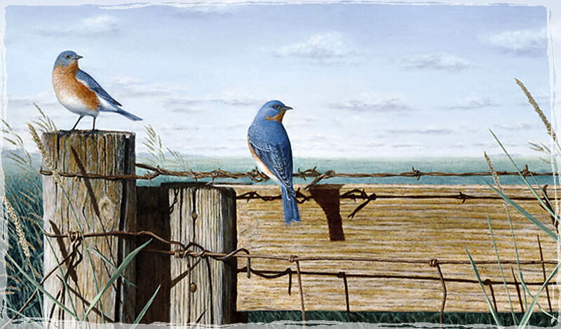 Bluebirds on Fence — Blue