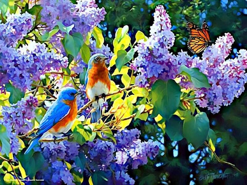 Bluebirds on Lilac Bush