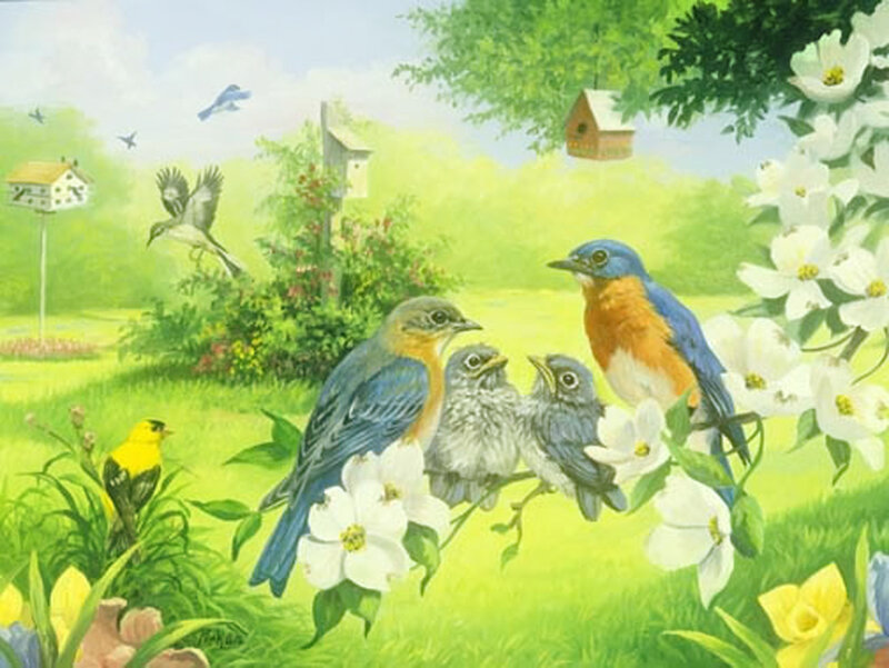 Bluebirds with Chicks
