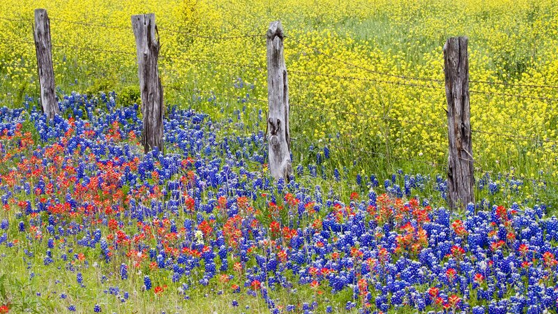 Bluebonnet and Indian Paintbrush Field — Blue, Serene