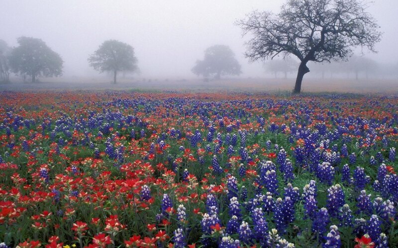 Bluebonnet and Indian Paintbrush Field — Purple