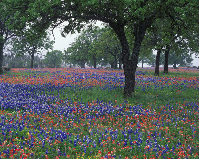Bluebonnet and Indian Paintbrush Field