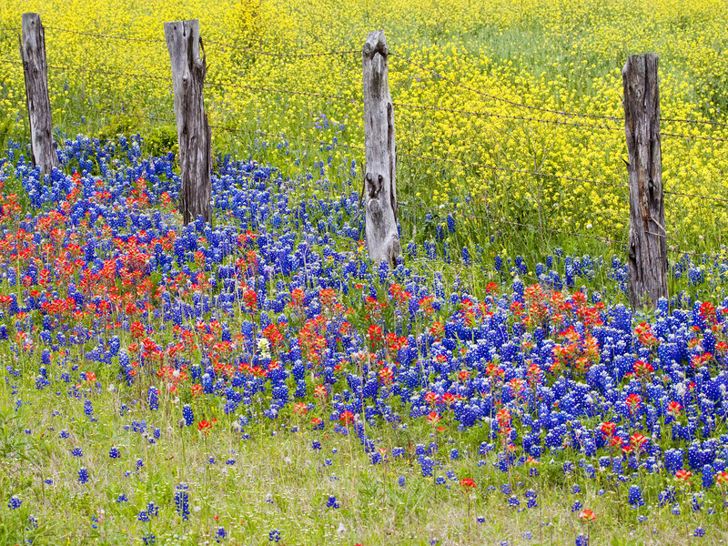 Bluebonnet and Indian Paintbrush Flowers — Blue