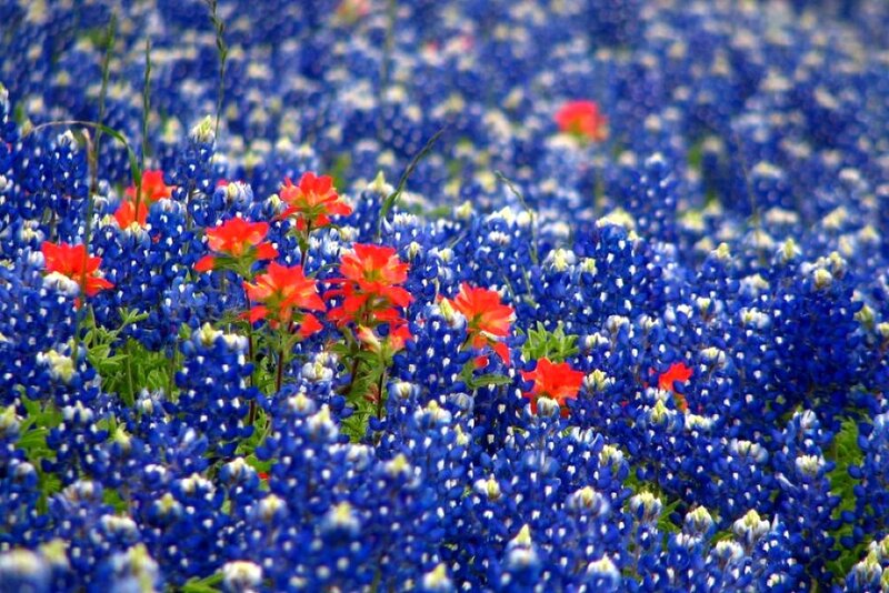 Bluebonnet and Indian Paintbrush Flowers