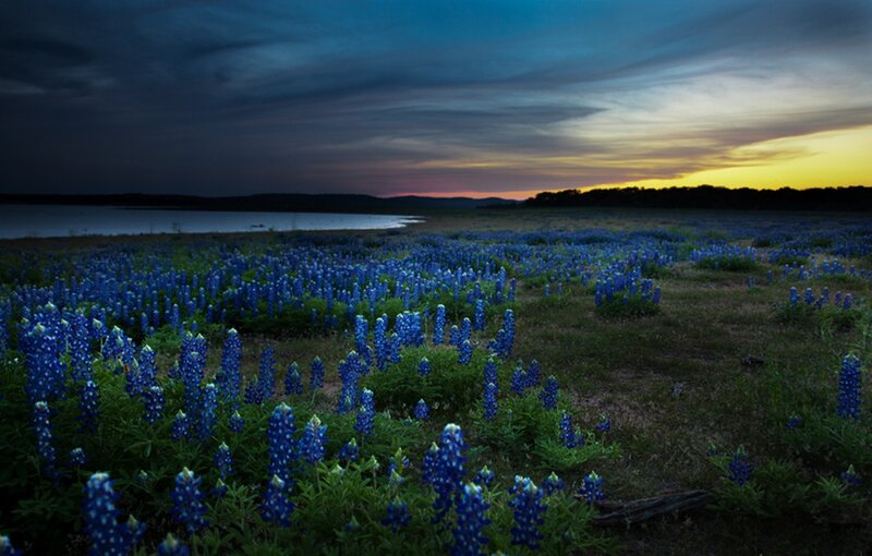 Bluebonnet Field at Dusk