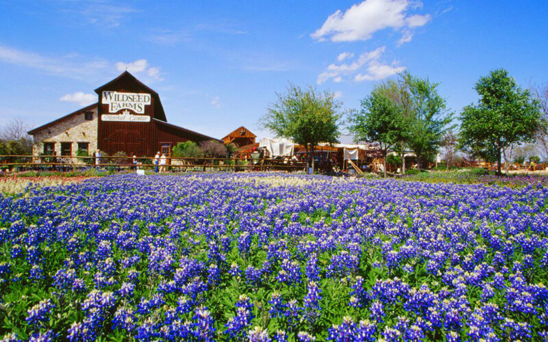 Bluebonnet Field at Farm