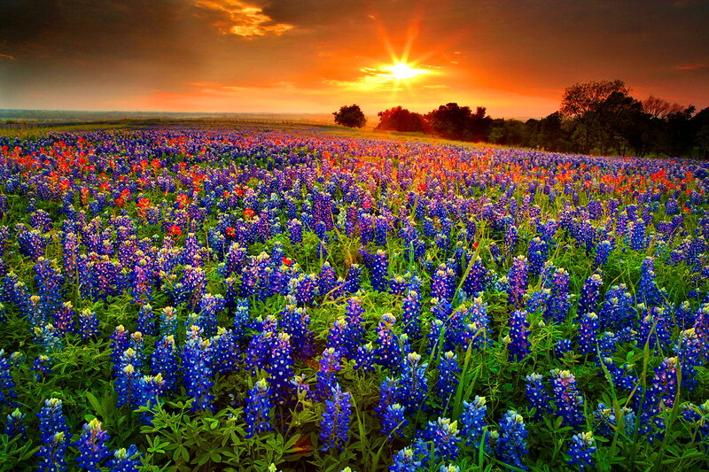 Bluebonnet Field at Sunset — Blue, Dramatic, Photograph