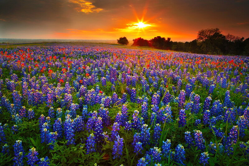 Bluebonnet Field at Sunset — Blue, Dramatic
