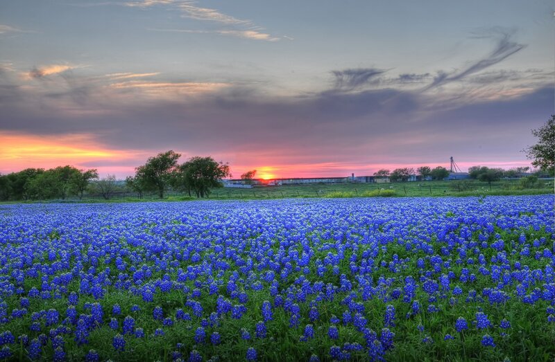 Bluebonnet Field at Sunset — Blue, Serene, Photograph