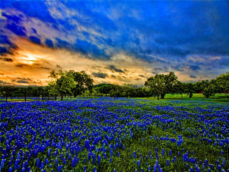 Bluebonnet Field at Sunset — Blue