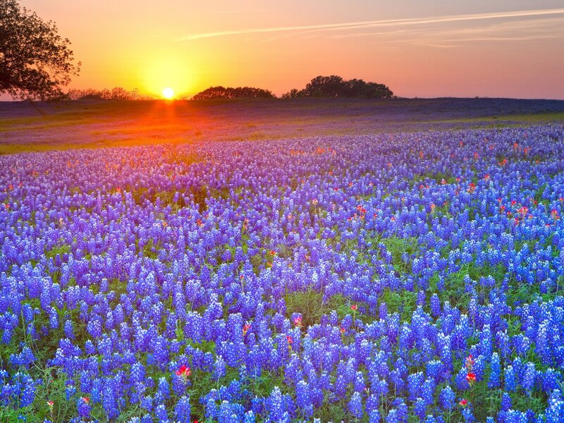 Bluebonnet Field at Sunset — Purple, Serene, Photograph, Sun, Trees, Orange