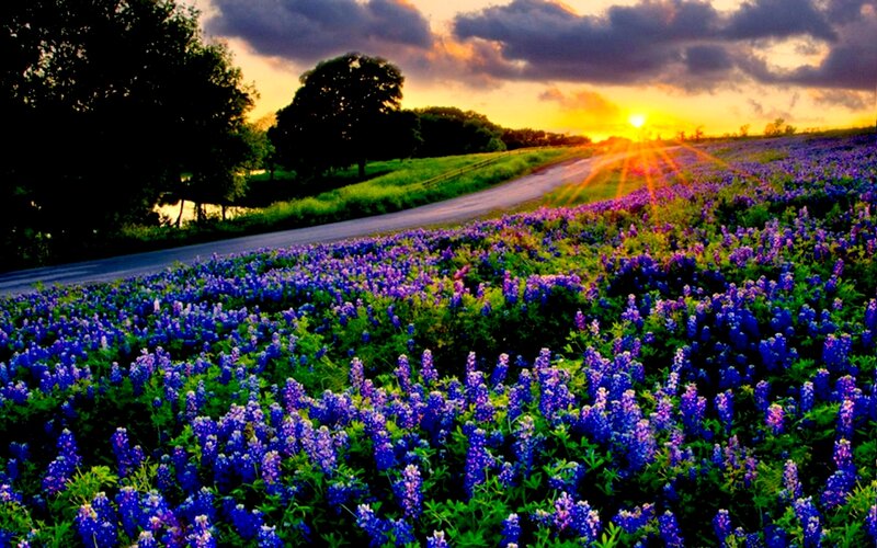 Bluebonnet Field at Sunset — Purple, Serene