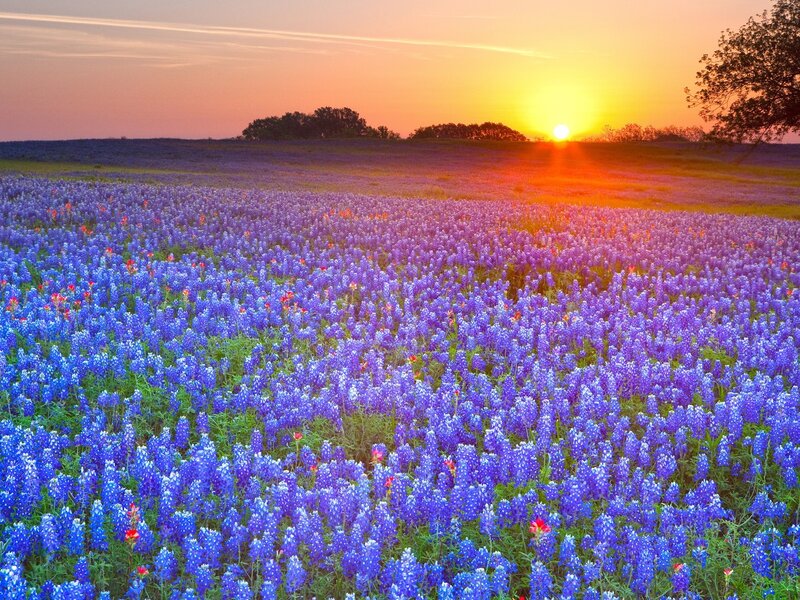 Bluebonnet Field at Sunset — Serene