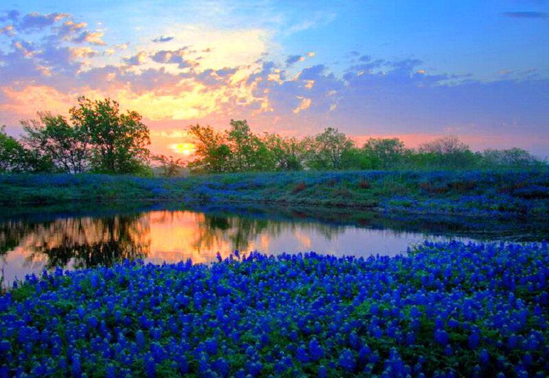 Bluebonnet Field at Sunset