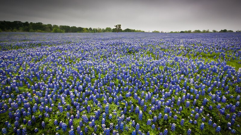 Bluebonnet Field — Blue, Dramatic, Spring