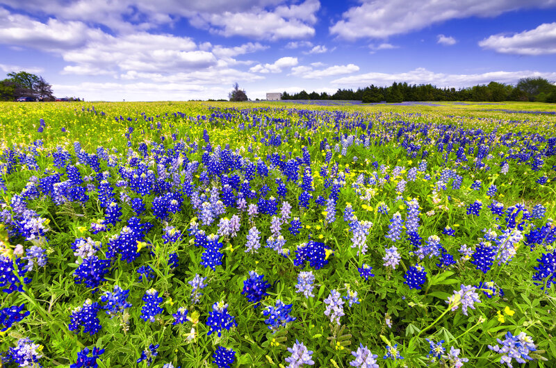 Bluebonnet Field — Blue, Serene, Spring, Photograph, Sky