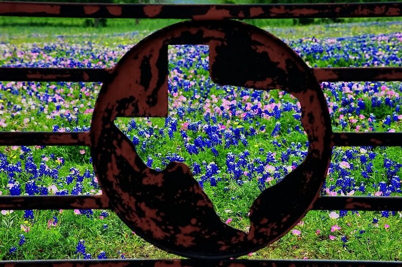 Bluebonnet Field — Blue, Serene, Spring, Photograph
