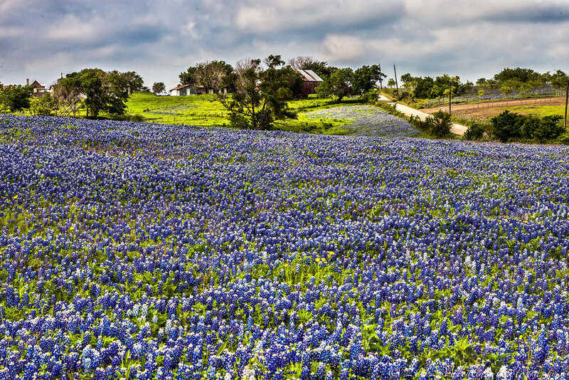 Bluebonnet Field — Blue, Serene, Spring