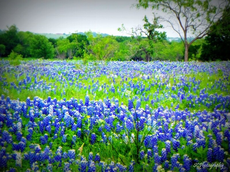 Bluebonnet Field — Blue, Serene