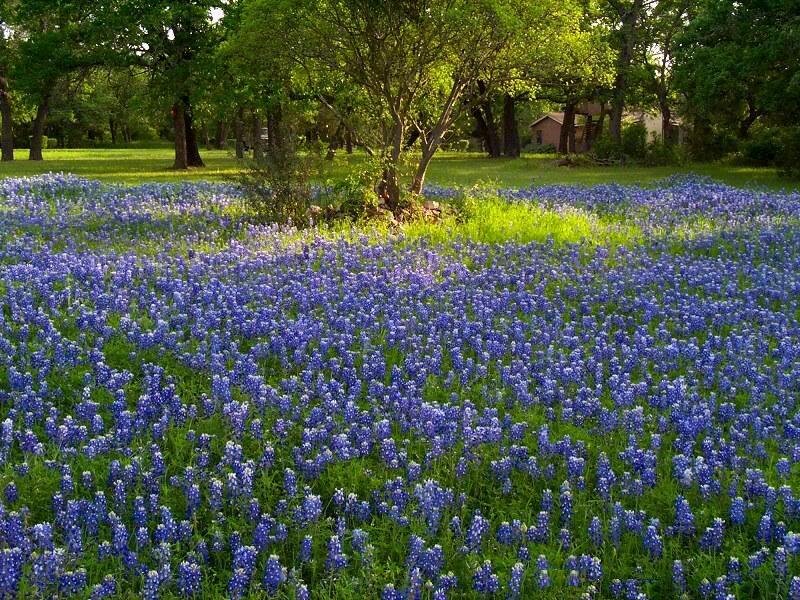 Bluebonnet Field — Blue