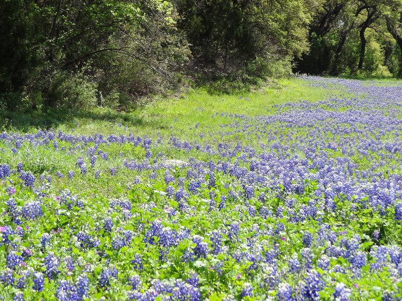 Bluebonnet Field — Purple, Serene