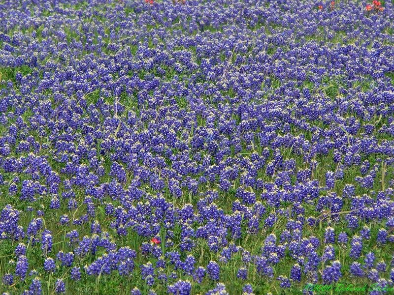 Bluebonnet Field — Purple