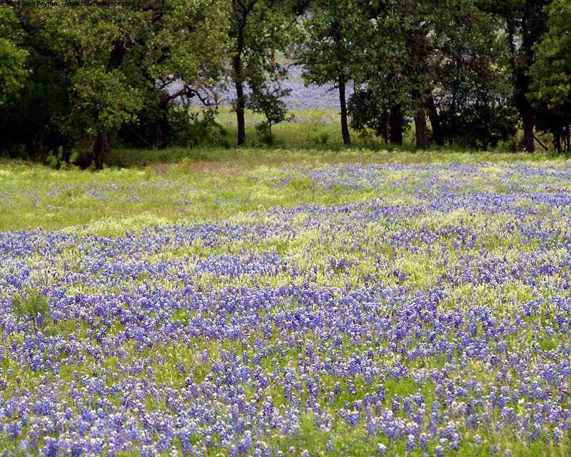 Bluebonnet Field