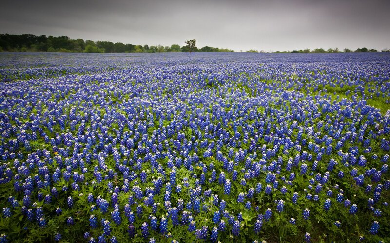Bluebonnet field under cloudy sky