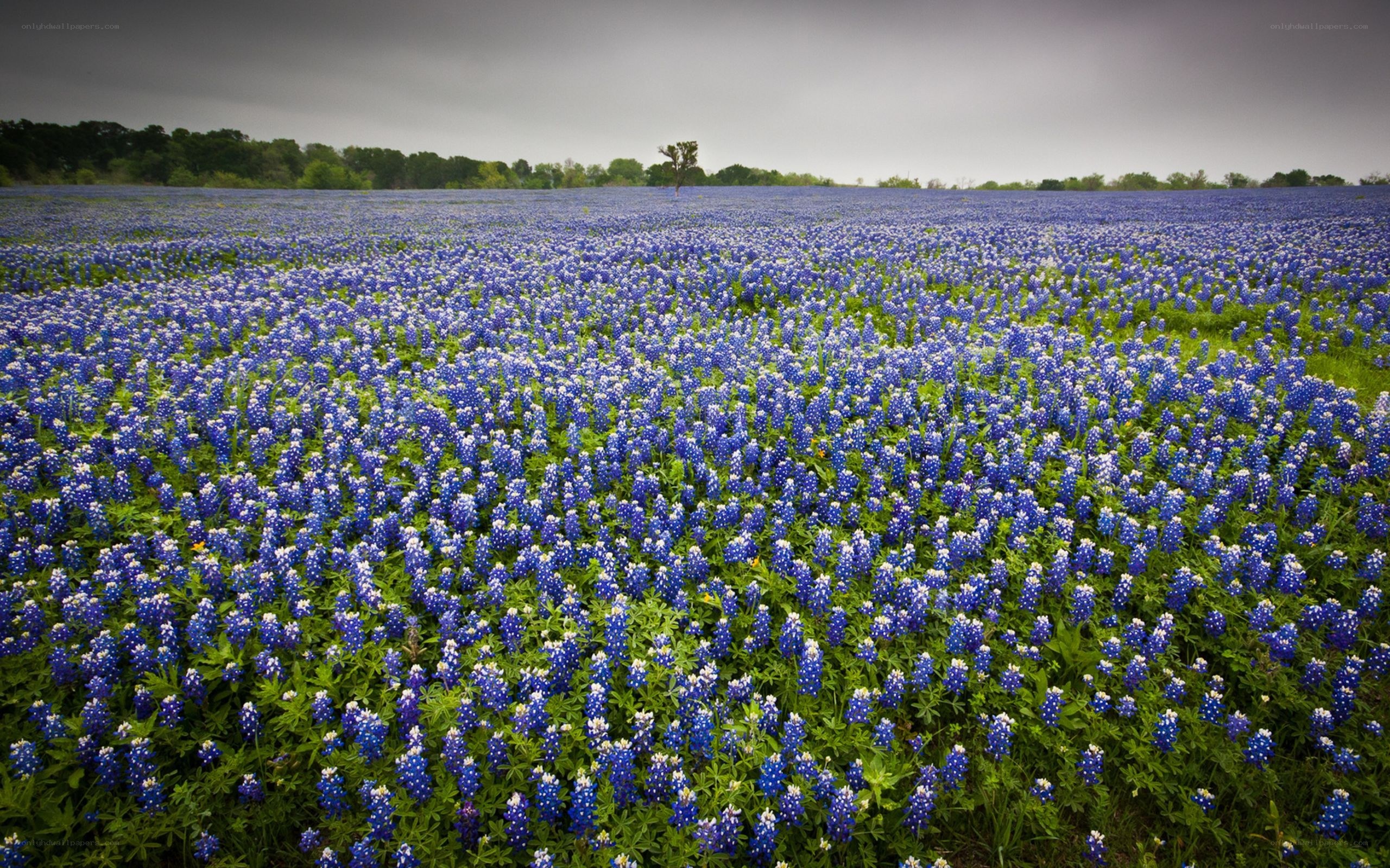 Bluebonnet field under cloudy sky