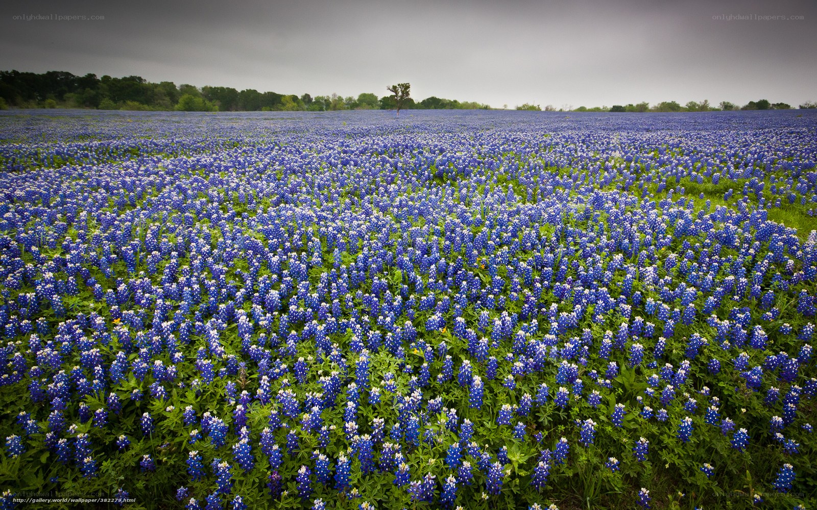 Bluebonnet field under cloudy sky