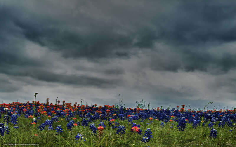 Bluebonnet Field under Storm — Blue, Dramatic
