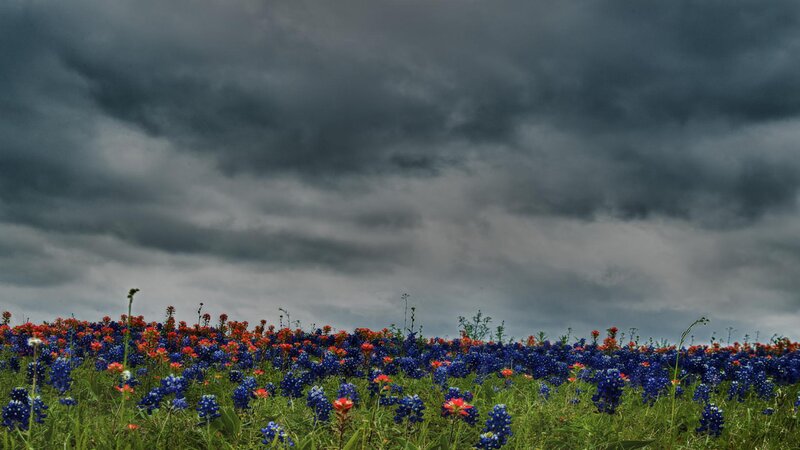 Bluebonnet Field under Storm — Blue