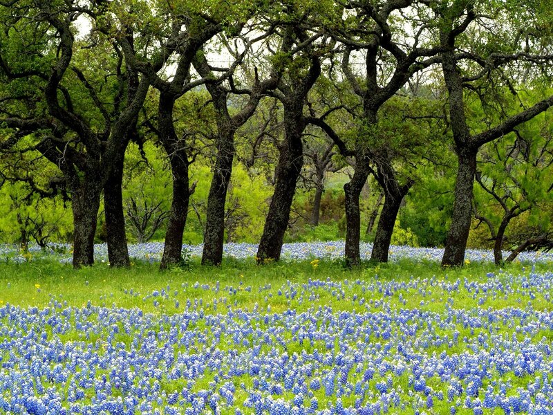 Bluebonnet Field under Trees