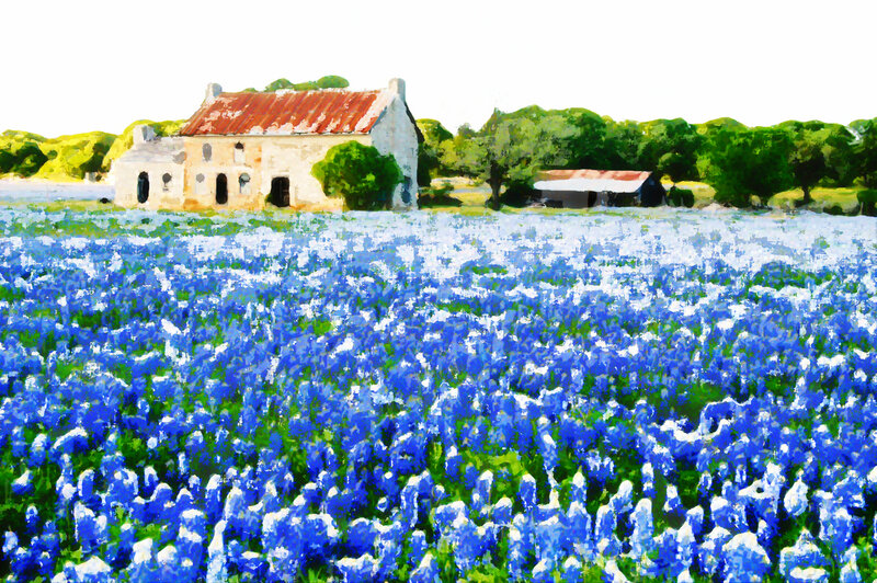 Bluebonnet field with farmhouse