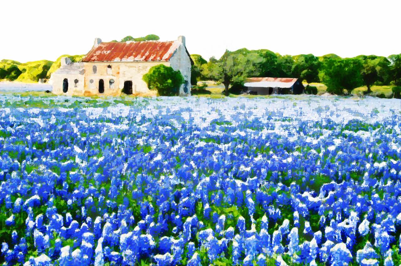 Bluebonnet field with farmhouse