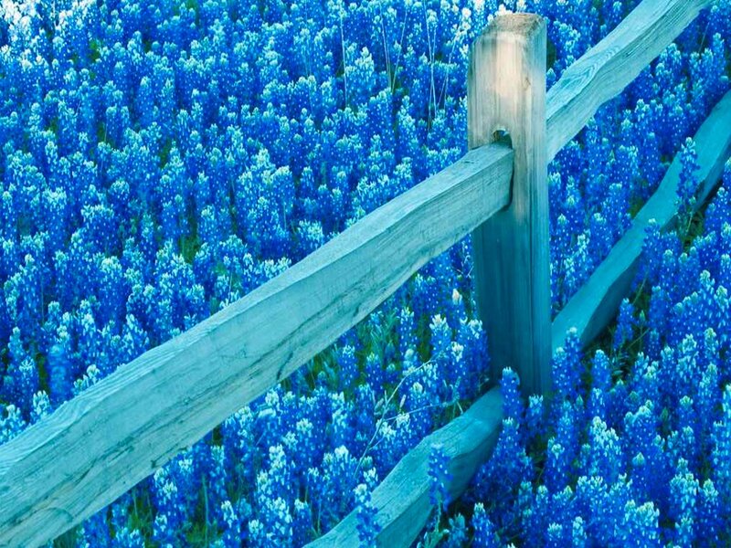 Bluebonnet Field with Fence — Blue, Serene
