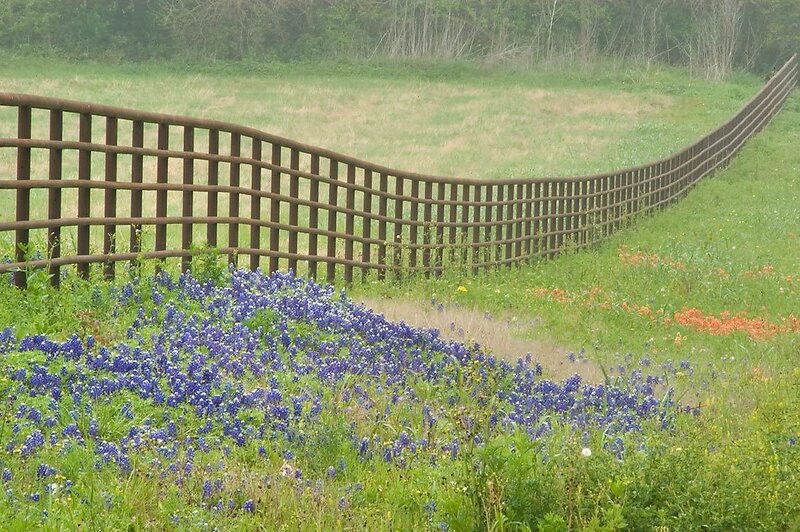 Bluebonnet Field with Fence