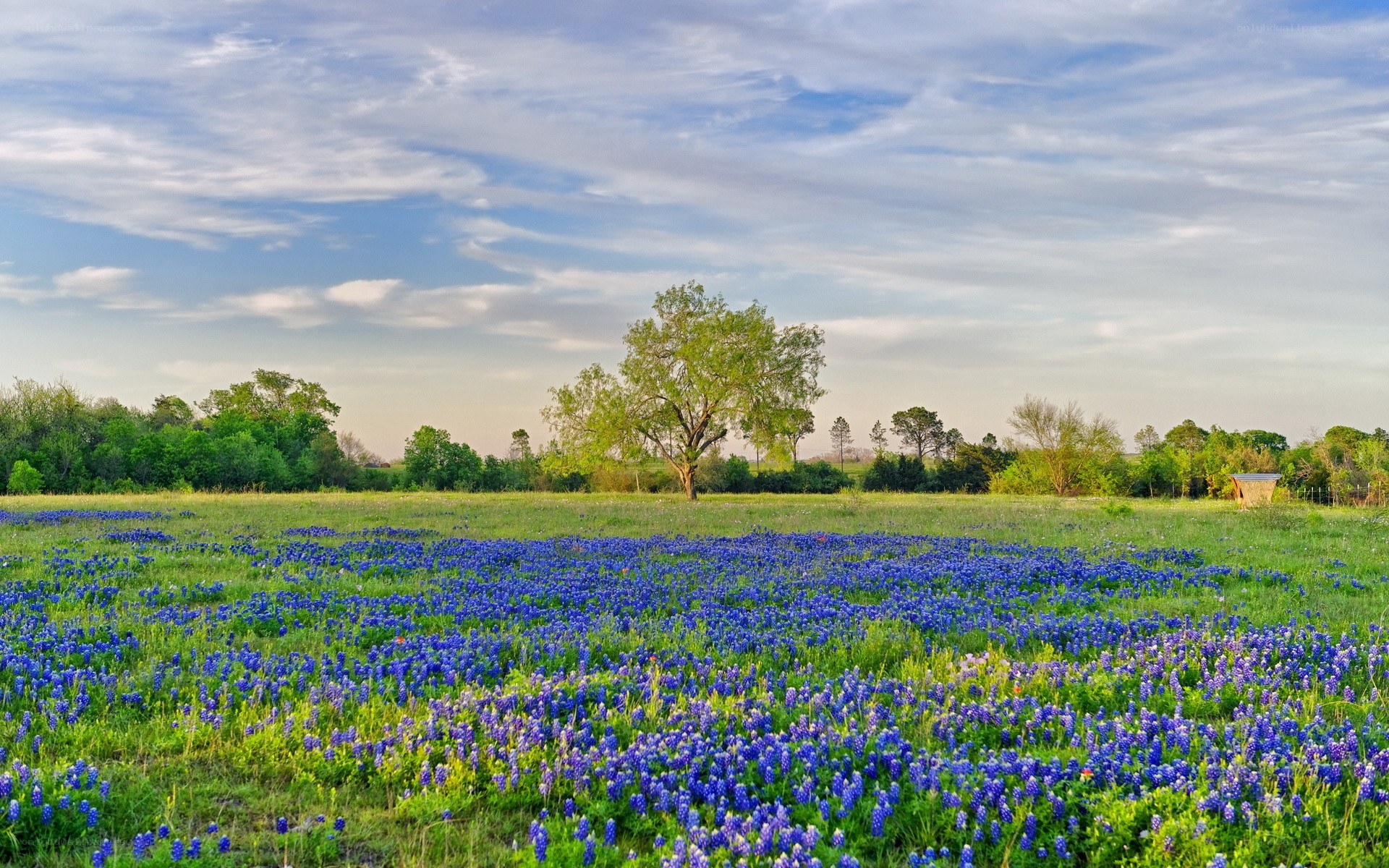 Bluebonnet field with lone tree