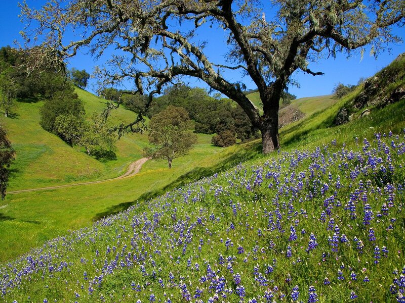 Bluebonnet Field with Oak Tree — Green