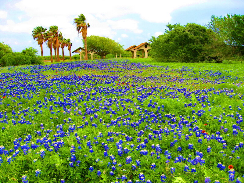 Bluebonnet Field with Palm Trees