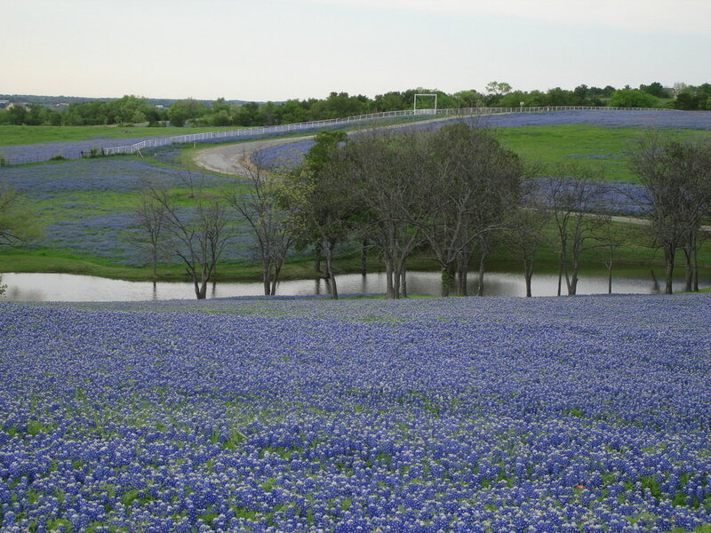 Bluebonnet Field with Pond