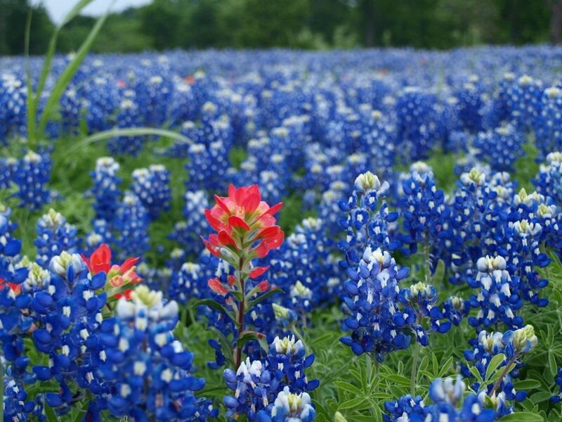 Bluebonnet Field with Red Flowers