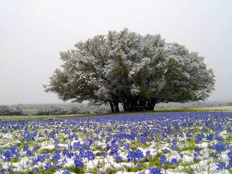 Bluebonnet Field with Tree — Blue, Serene
