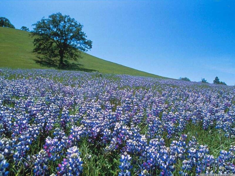 Bluebonnet Field with Tree — Blue