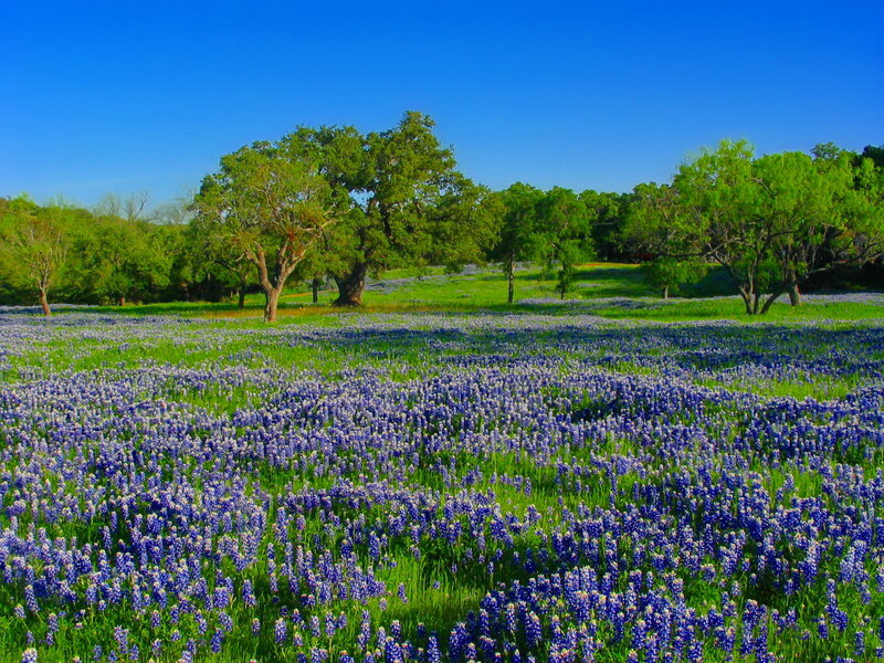 Bluebonnet Field with Trees — Blue, Serene, Spring