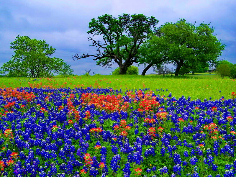 Bluebonnet Field with Trees — Blue, Serene